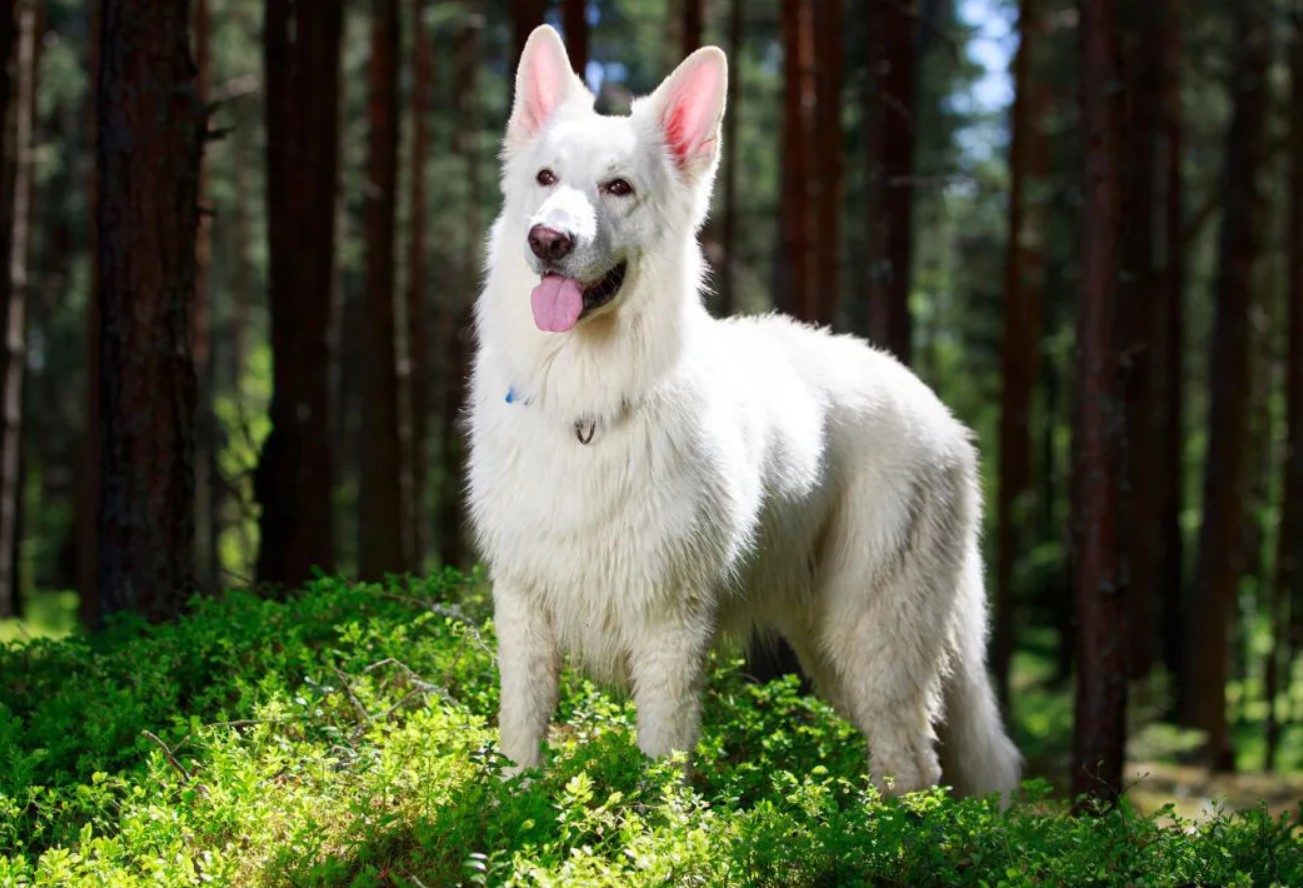 Hvid schweizisk hyrdehund: hvorfor disse hunde er forbudt i Schweiz