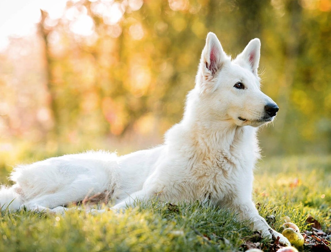 Hvid schweizisk hyrdehund: hvorfor disse hunde er forbudt i Schweiz