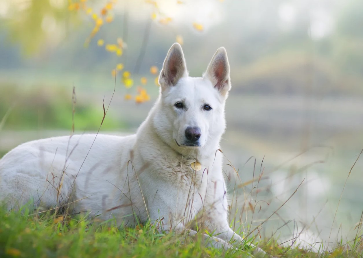 Hvid schweizisk hyrdehund: hvorfor disse hunde er forbudt i Schweiz