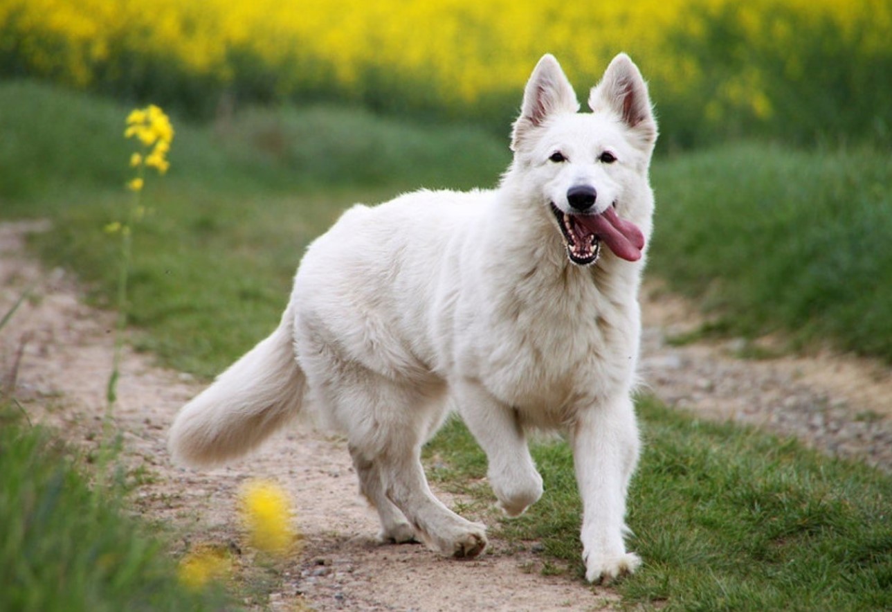 Hvid schweizisk hyrdehund: hvorfor disse hunde er forbudt i Schweiz