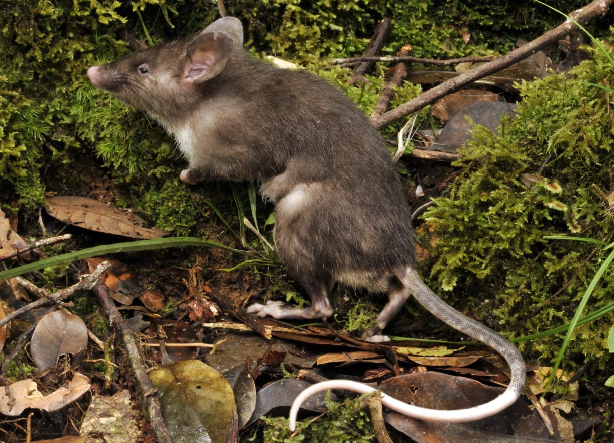 Hyorhinomys stuempkei