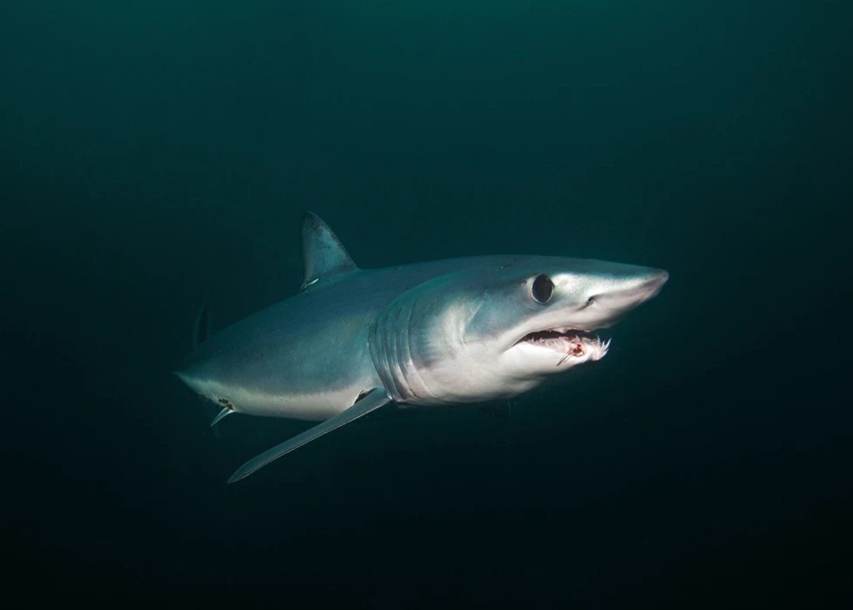 Shark Week-teamet opdager usædvanlige 'sorte makohajer' ud for Californiens kyst