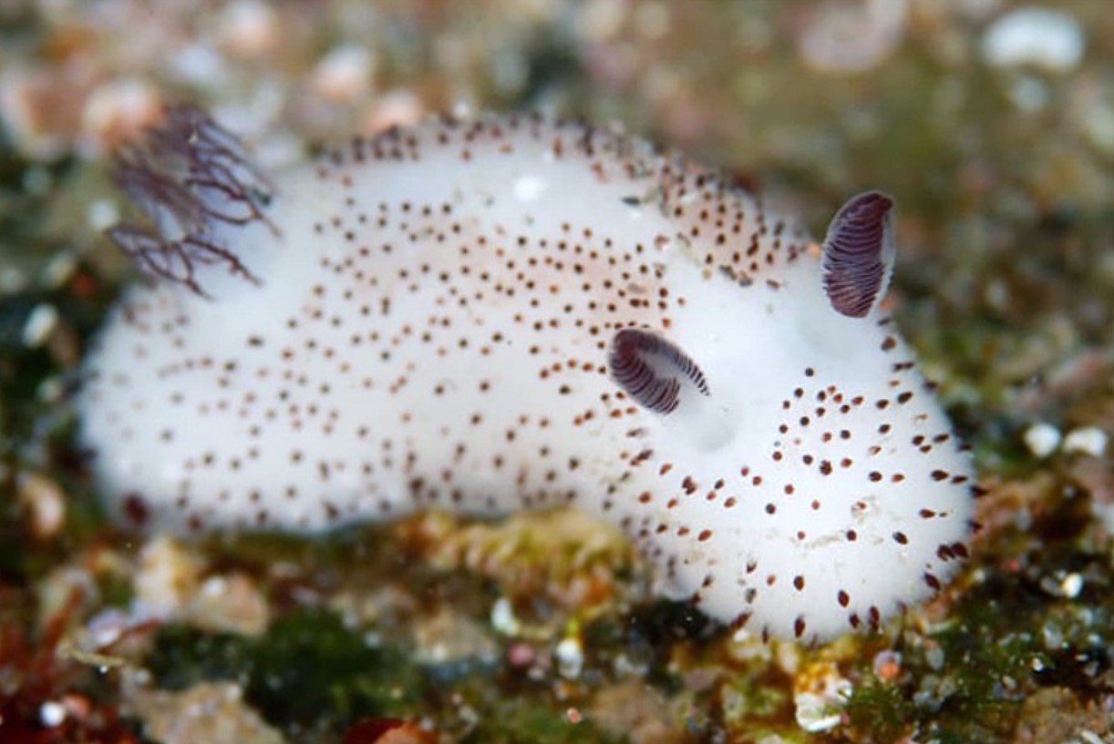 Jorunna parva
