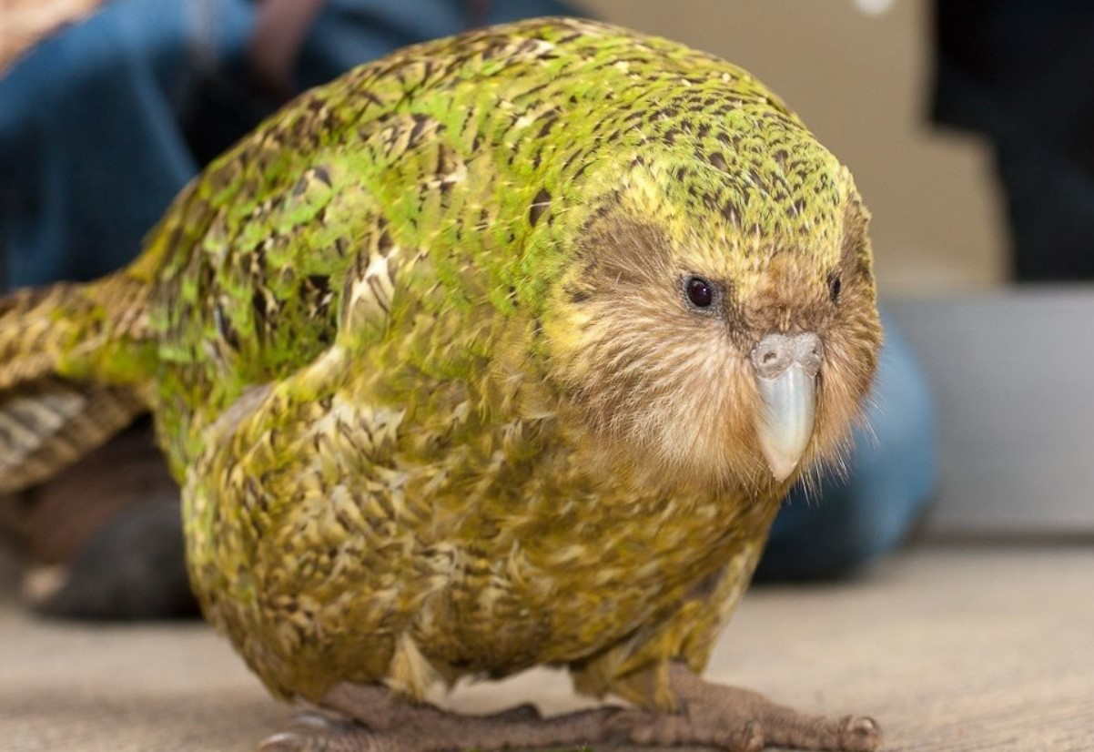 Ikke kun kakapo: hvem forsvandt sammen med den sjældne papegøje