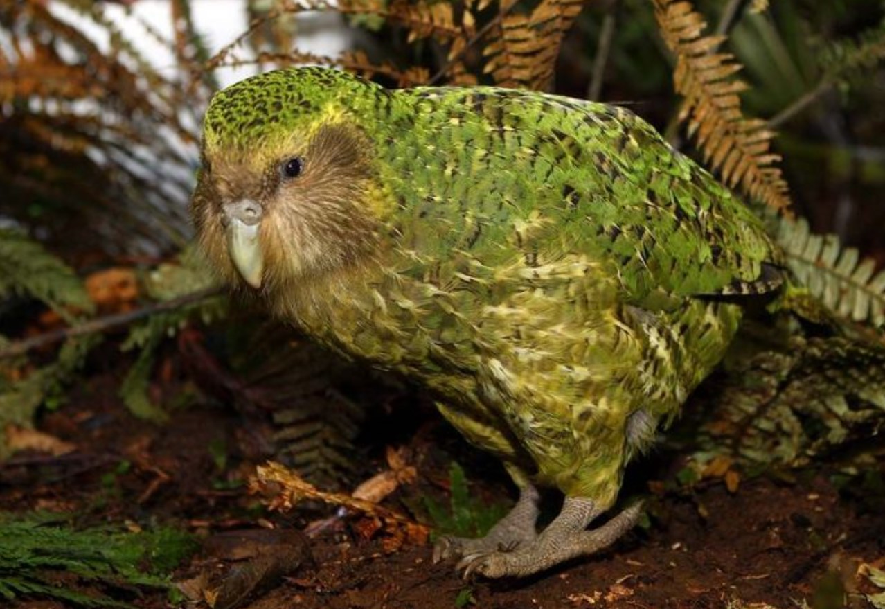 Ikke kun kakapo: hvem forsvandt sammen med den sjældne papegøje