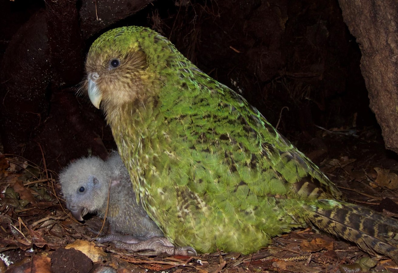 Ikke kun kakapo: hvem forsvandt sammen med den sjældne papegøje