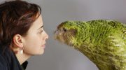 Ikke kun kakapo: hvem forsvandt sammen med den sjældne papegøje