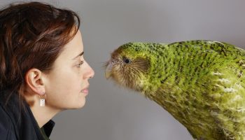 Ikke kun kakapo: hvem forsvandt sammen med den sjældne papegøje