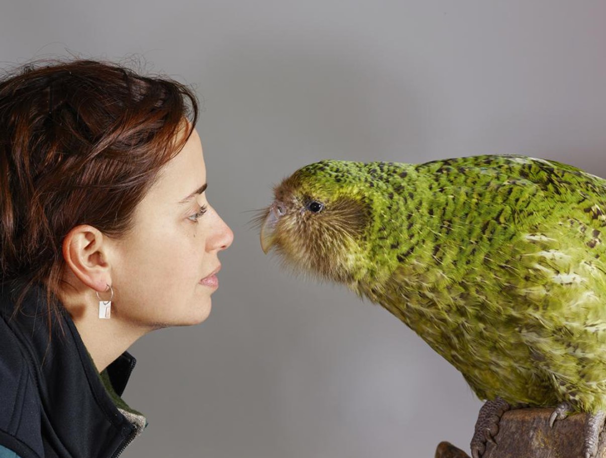 Ikke kun kakapo: hvem forsvandt sammen med den sjældne papegøje