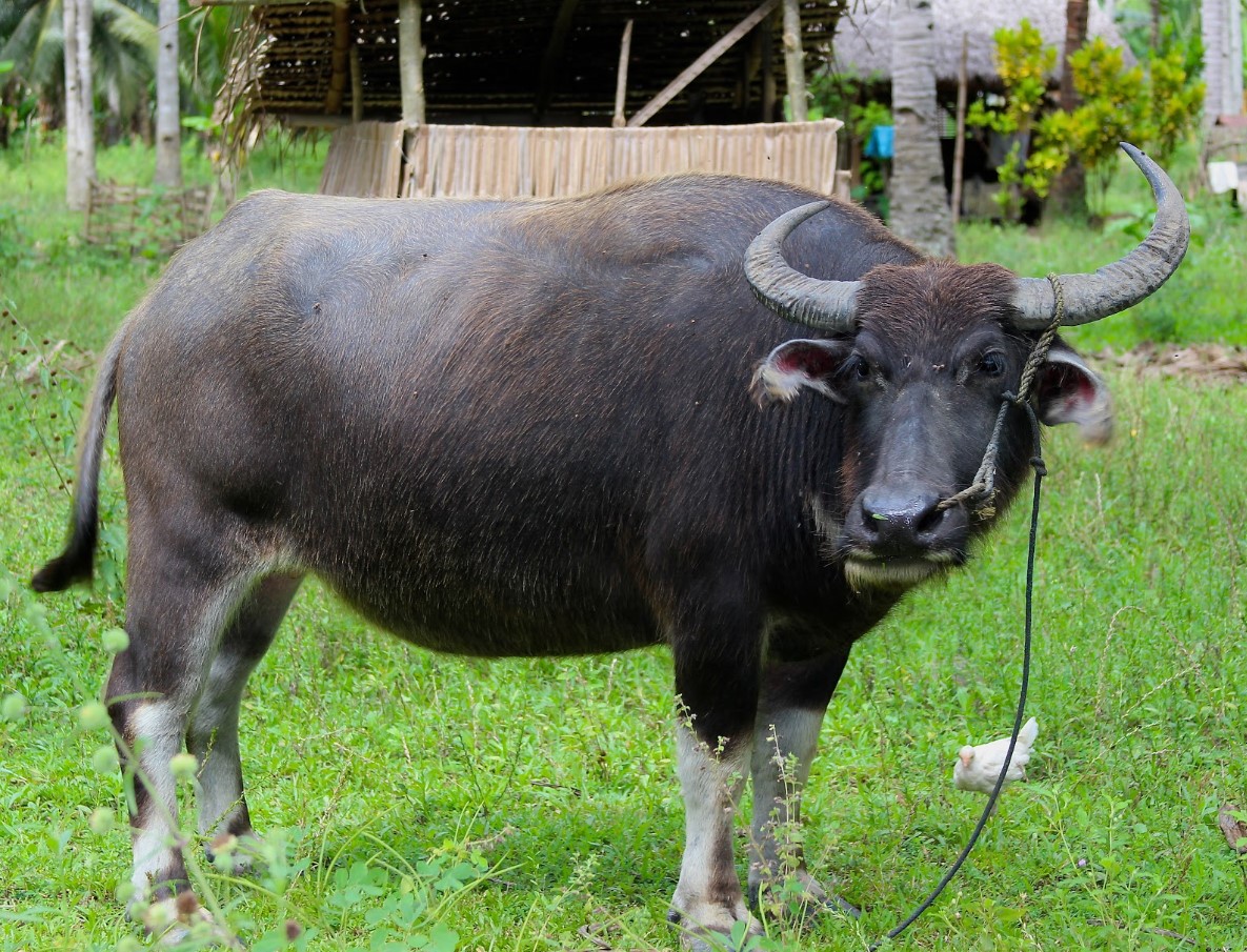 Karabao – en levende traktor fra Filippinerne