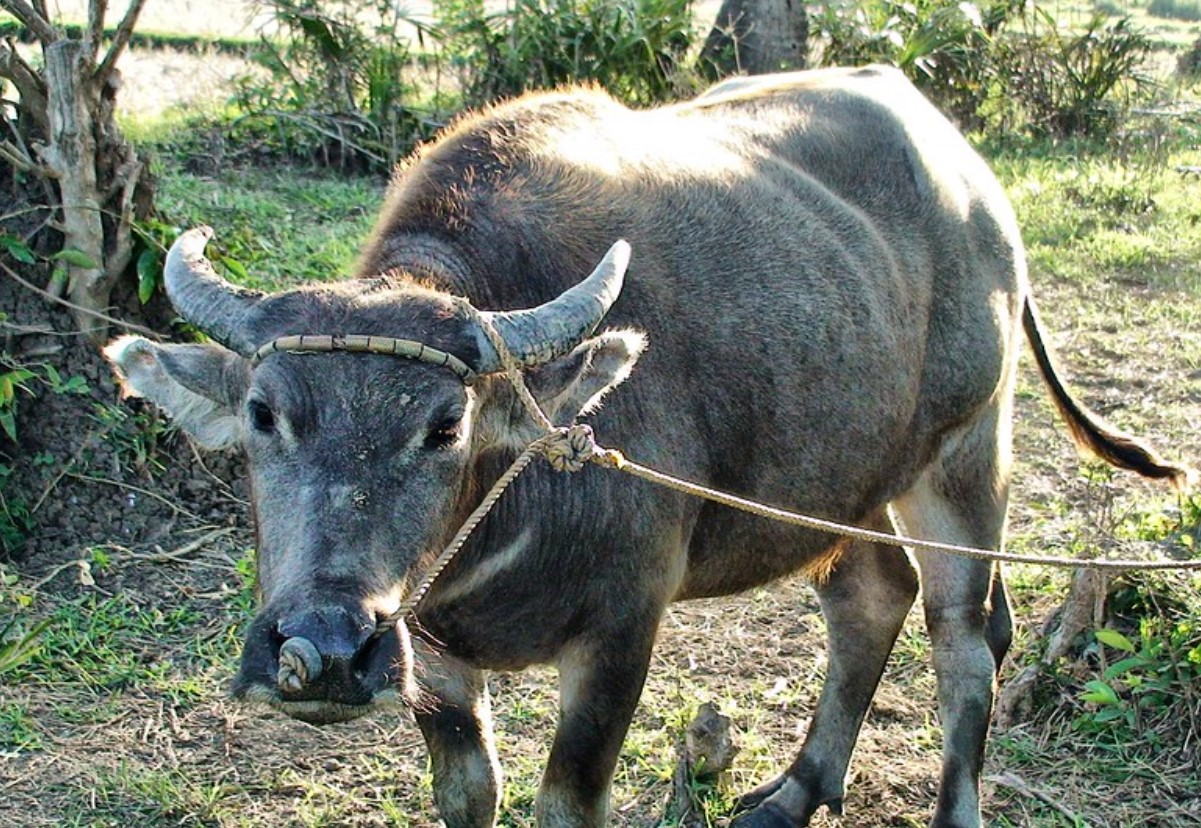 Karabao – en levende traktor fra Filippinerne