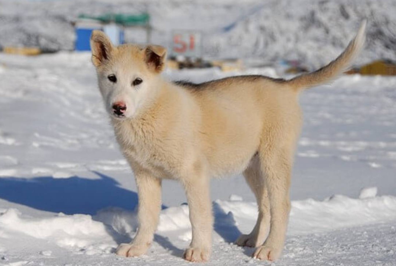 Forskere har identificeret den ældste kendte race af slædehund: hvor den kom fra