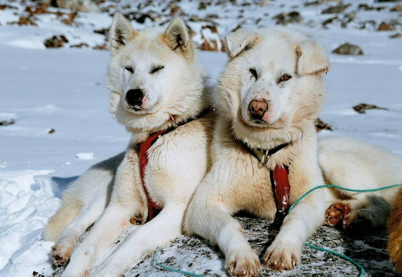 Forskere har identificeret den ældste kendte race af slædehund: hvor den kom fra
