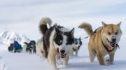 Forskere har identificeret den ældste kendte race af slædehund: hvor den kom fra