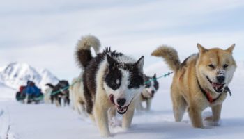 Forskere har identificeret den ældste kendte race af slædehund: hvor den kom fra