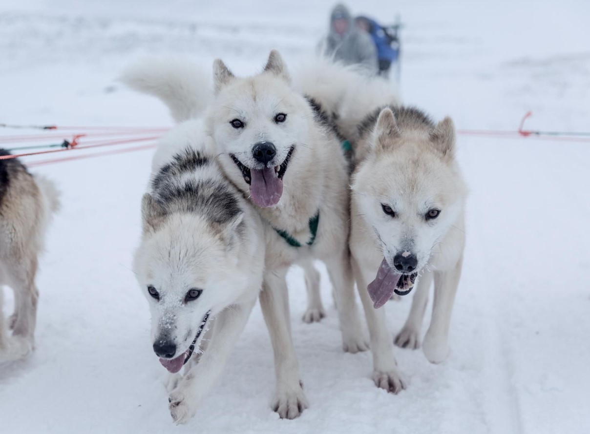 Forskere har identificeret den ældste kendte race af slædehund: hvor den kom fra