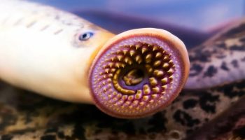 Lampretter — vampyrer fra vores floder