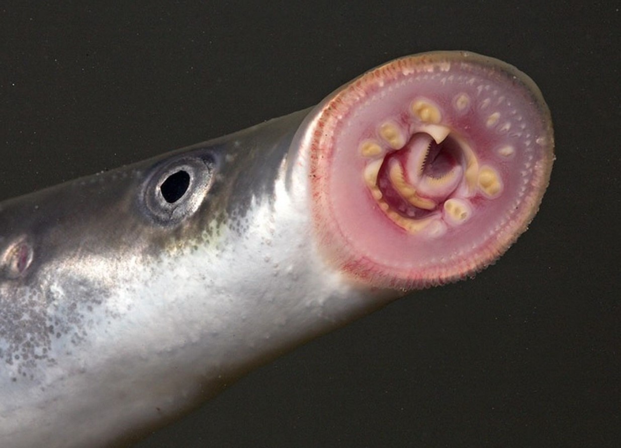 Lampretter — vampyrer fra vores floder