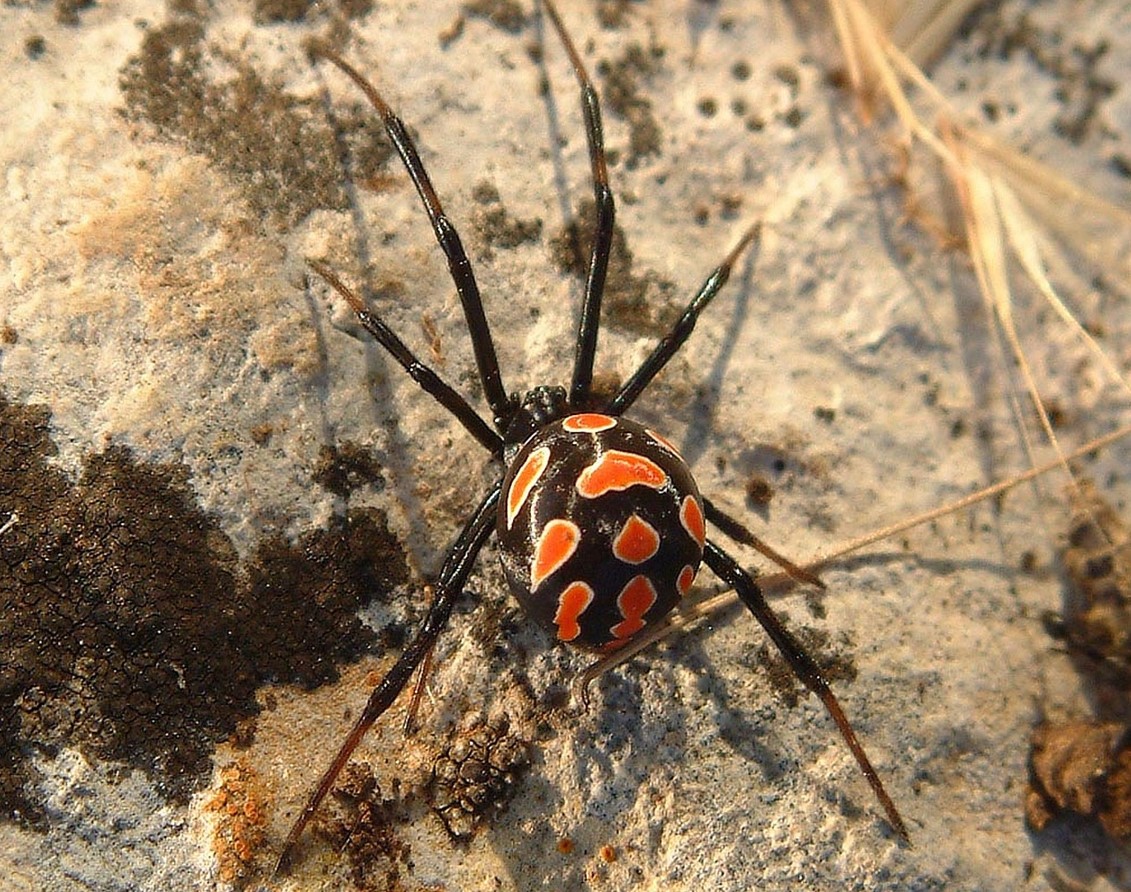 Latrodectus tredecimguttatus