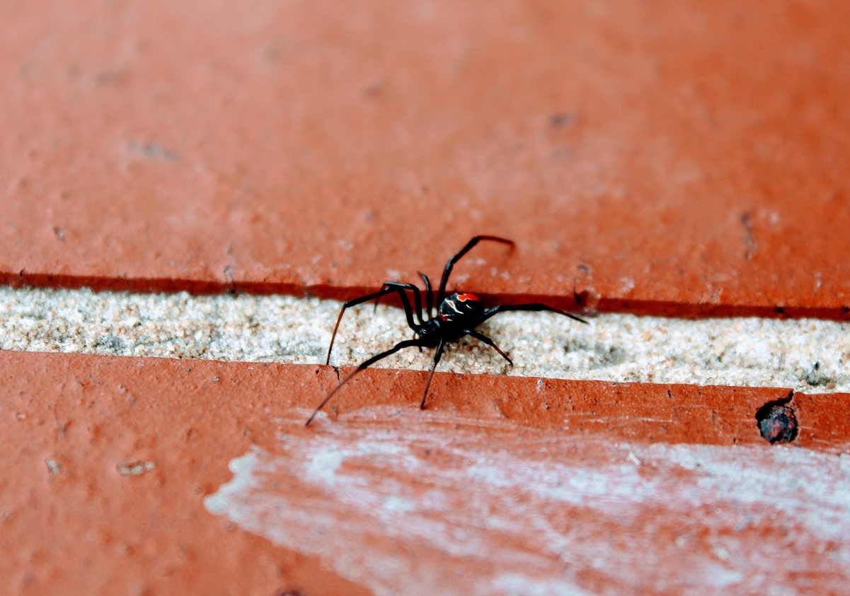Latrodectus tredecimguttatus