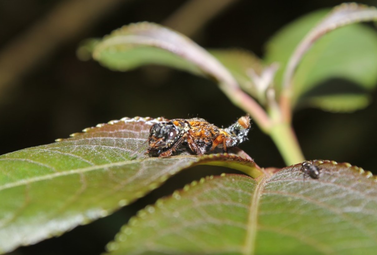 Leistotrophus versicolor