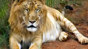 Liger — en hybrid mellem en løve og en tiger