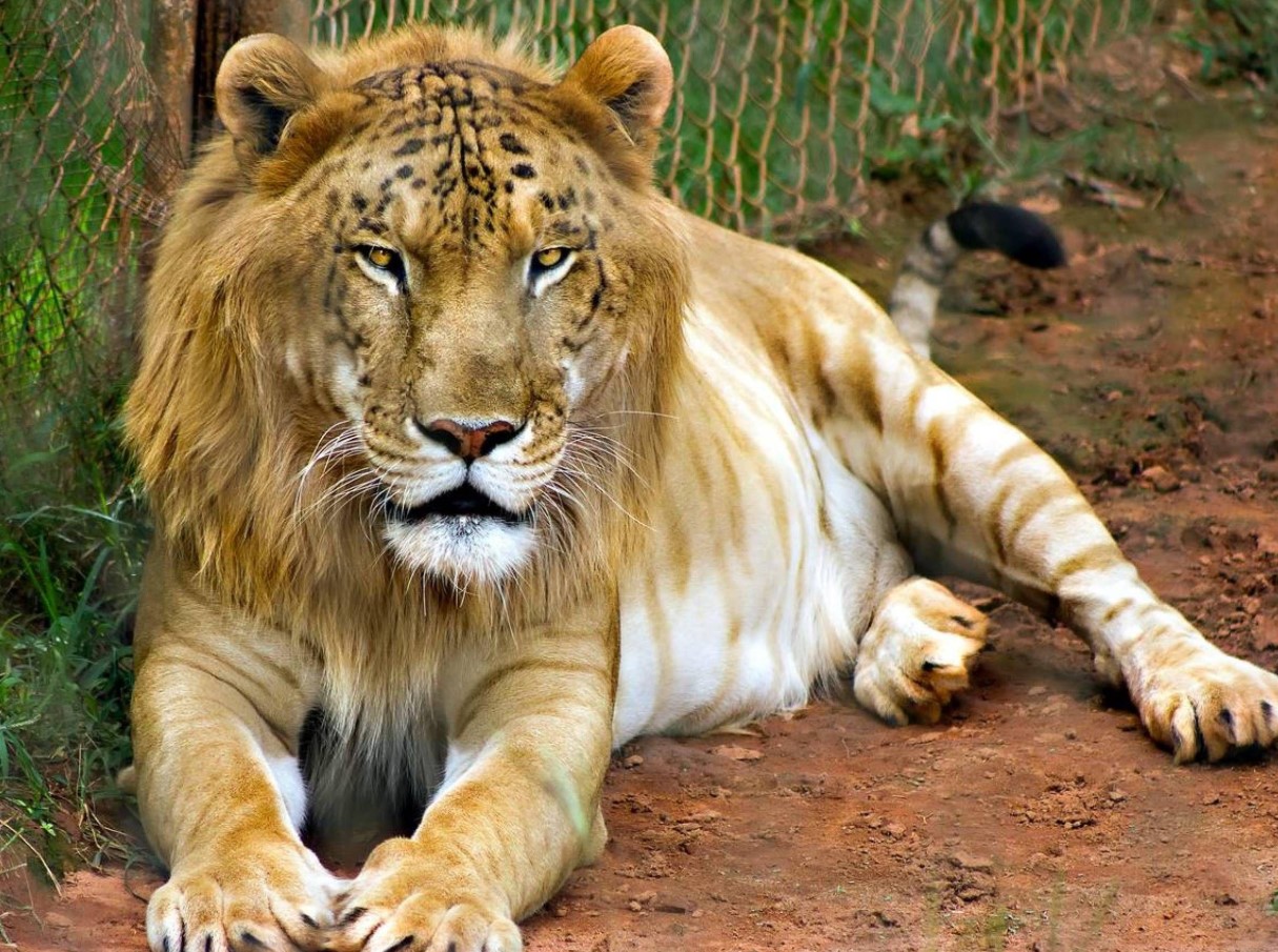Liger — en hybrid mellem en løve og en tiger
