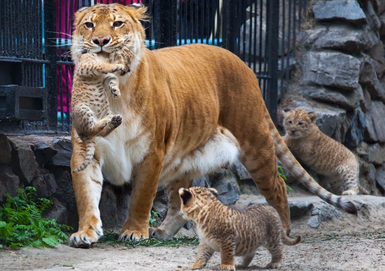 Liger — en hybrid mellem en løve og en tiger