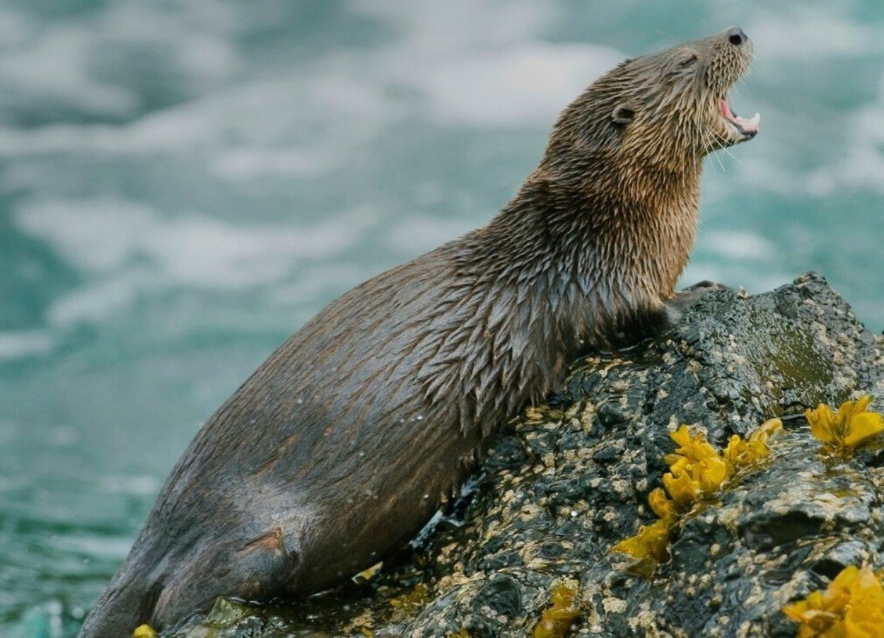 Lontra felina — det mindste havpattedyr