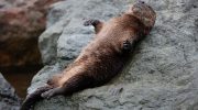 Lontra felina — det mindste havpattedyr