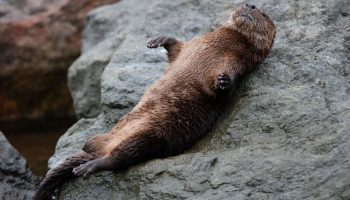 Lontra felina — det mindste havpattedyr