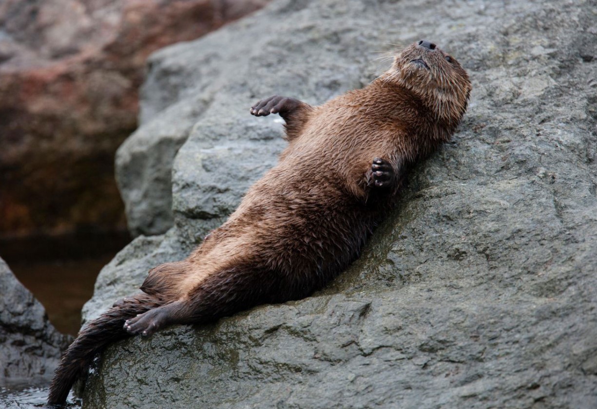 Lontra felina — det mindste havpattedyr