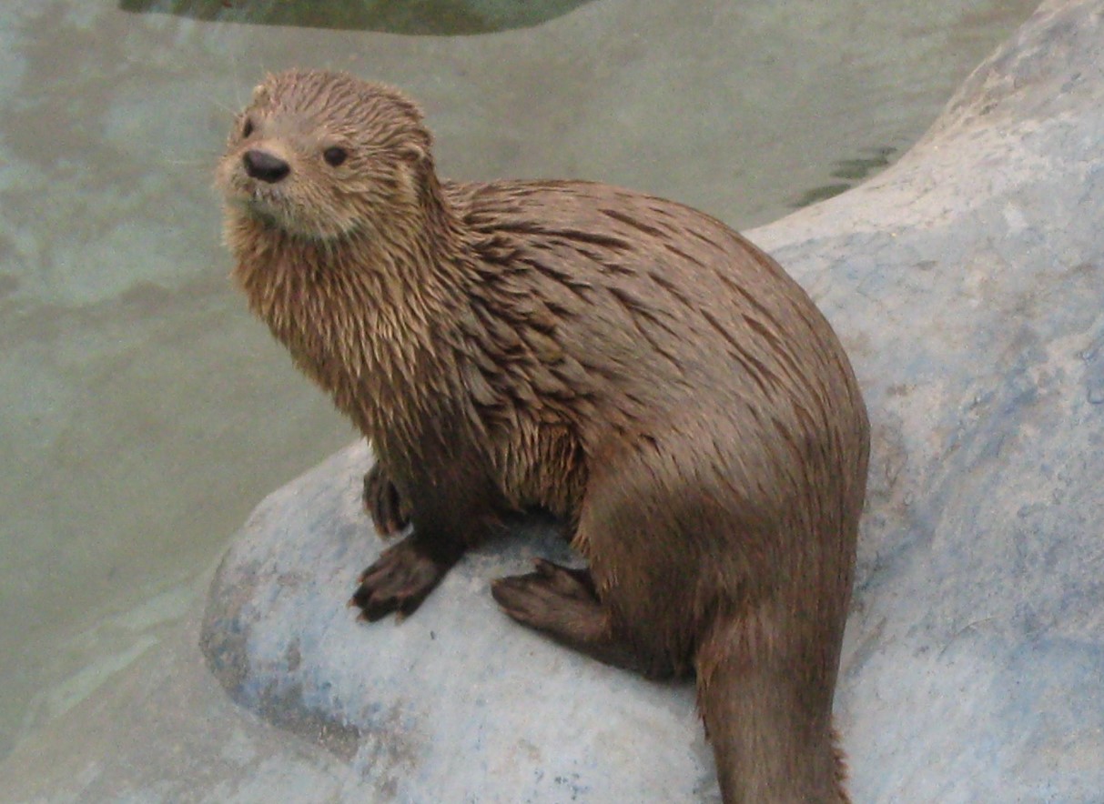 Lontra felina — det mindste havpattedyr