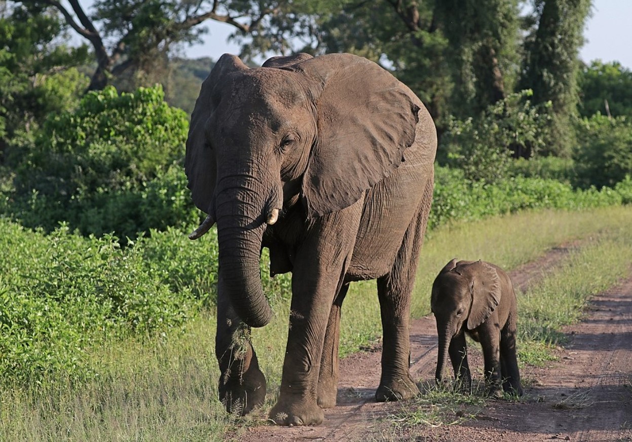 Loxodonta africana
