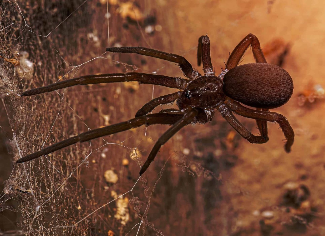 Loxosceles reclusa