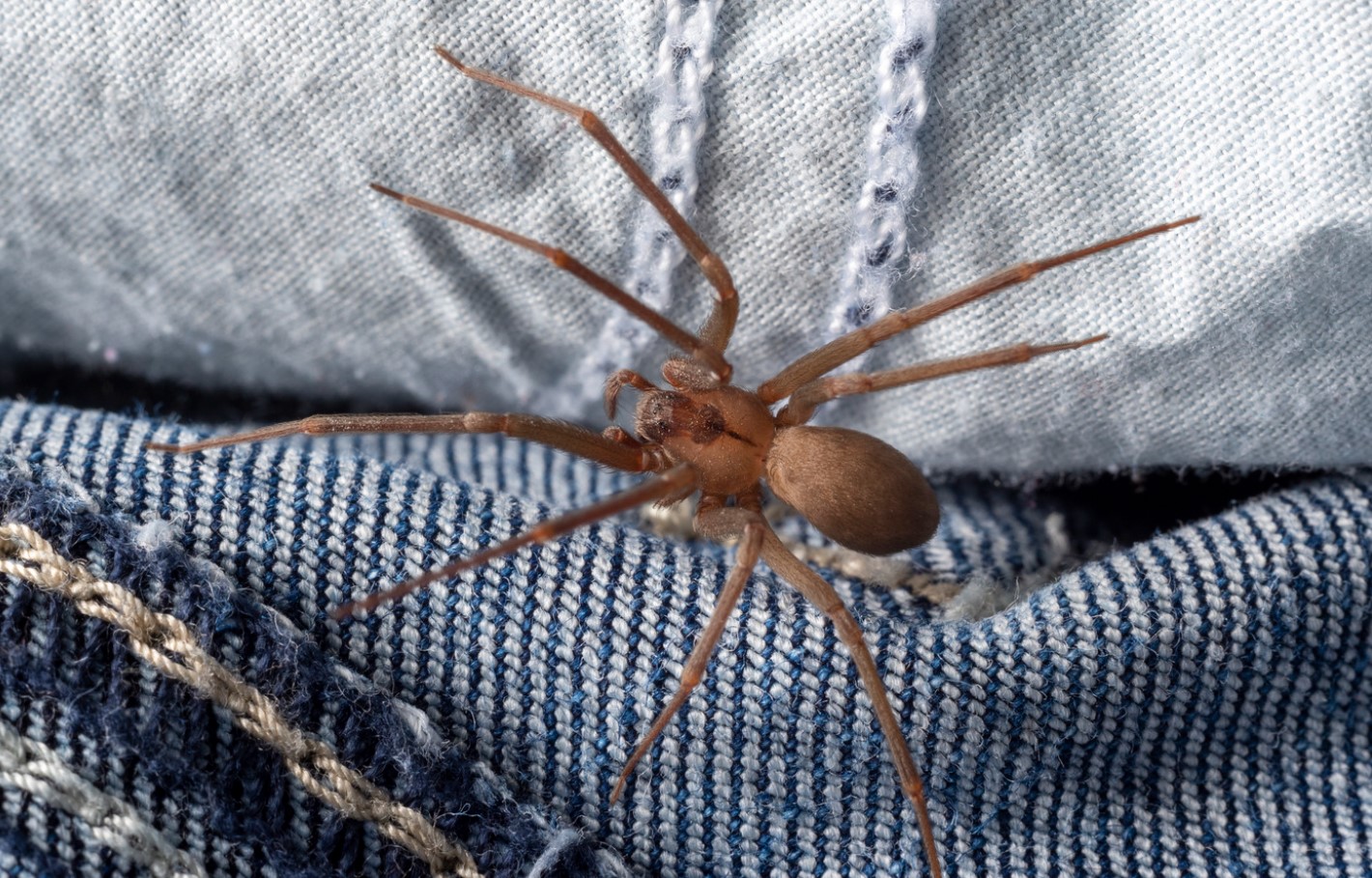 Loxosceles reclusa