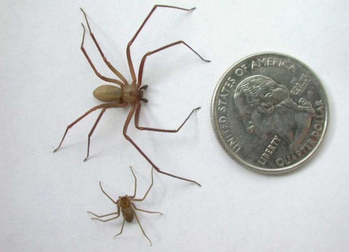 Loxosceles reclusa