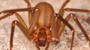 Loxosceles reclusa
