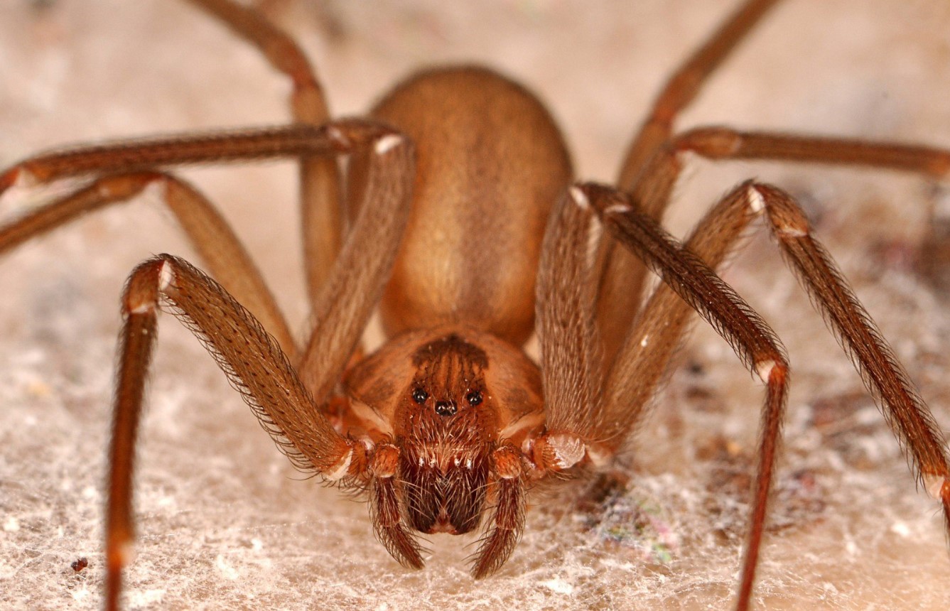 Loxosceles reclusa