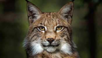 Lynx lynx