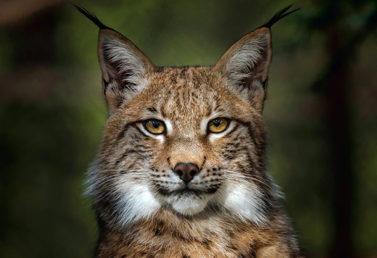 Lynx lynx