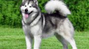 Malamute: symboler for Alaska, (næsten) udryddet under krigen