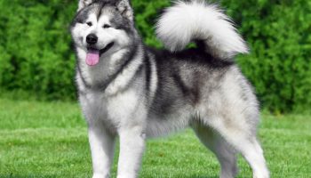 Malamute: symboler for Alaska, (næsten) udryddet under krigen