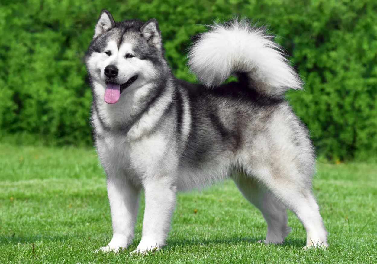 Malamute: symboler for Alaska, (næsten) udryddet under krigen