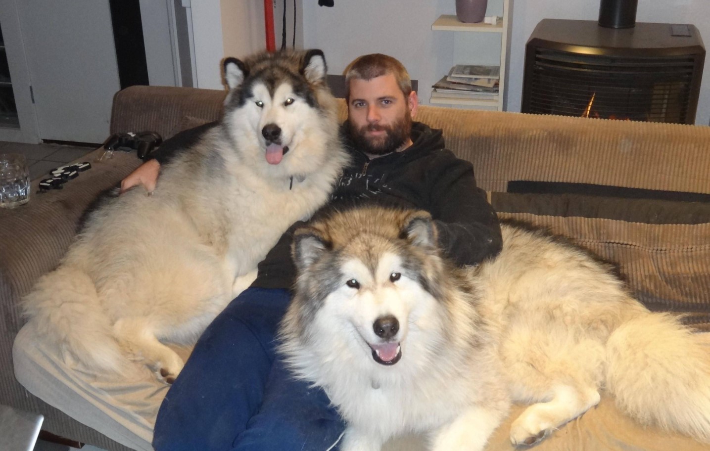Malamute: symboler for Alaska, (næsten) udryddet under krigen