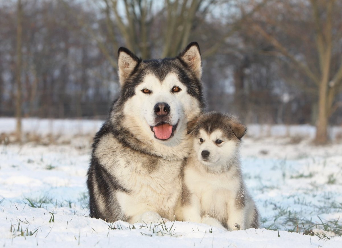 Malamute: symboler for Alaska, (næsten) udryddet under krigen