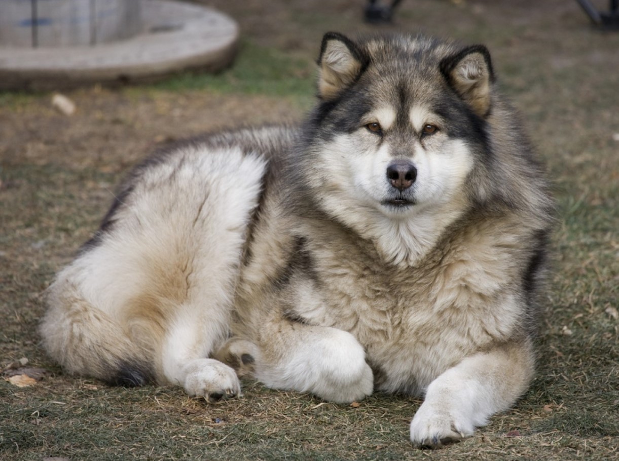 Malamute: symboler for Alaska, (næsten) udryddet under krigen
