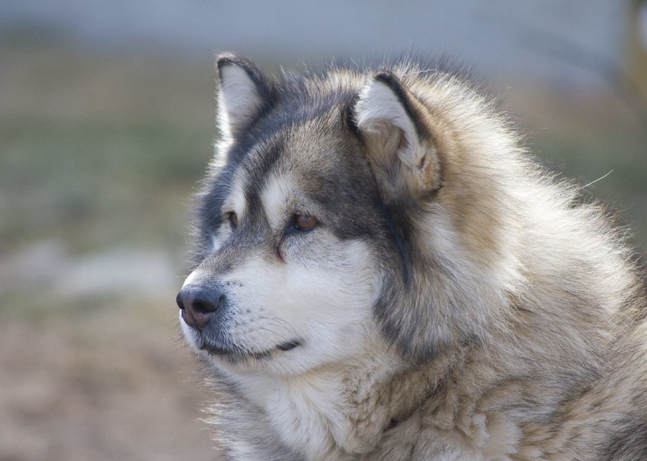 Malamute: symboler for Alaska, (næsten) udryddet under krigen