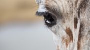 Masai-giraffen — det højeste dyr i verden