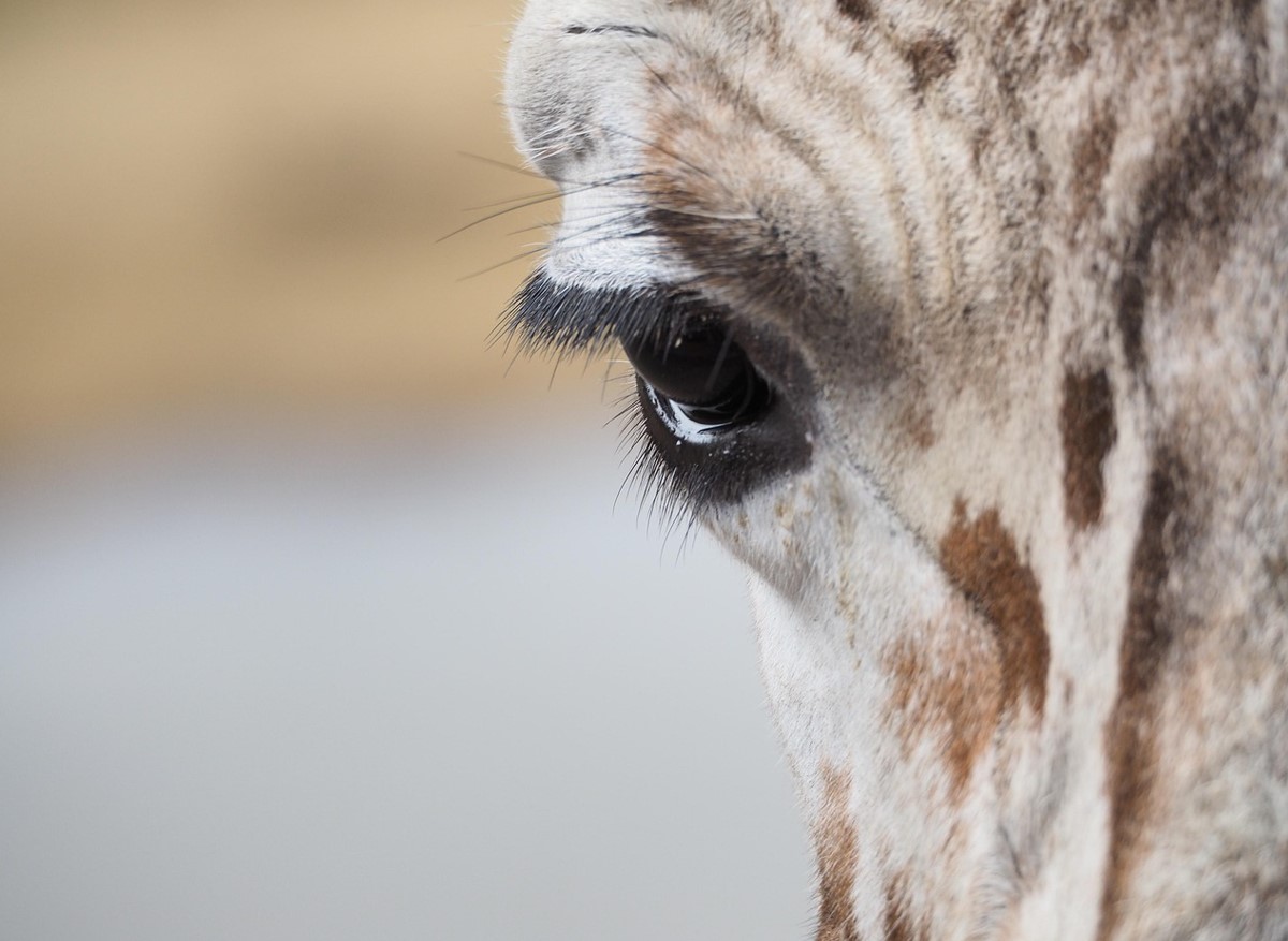 Masai-giraffen — det højeste dyr i verden